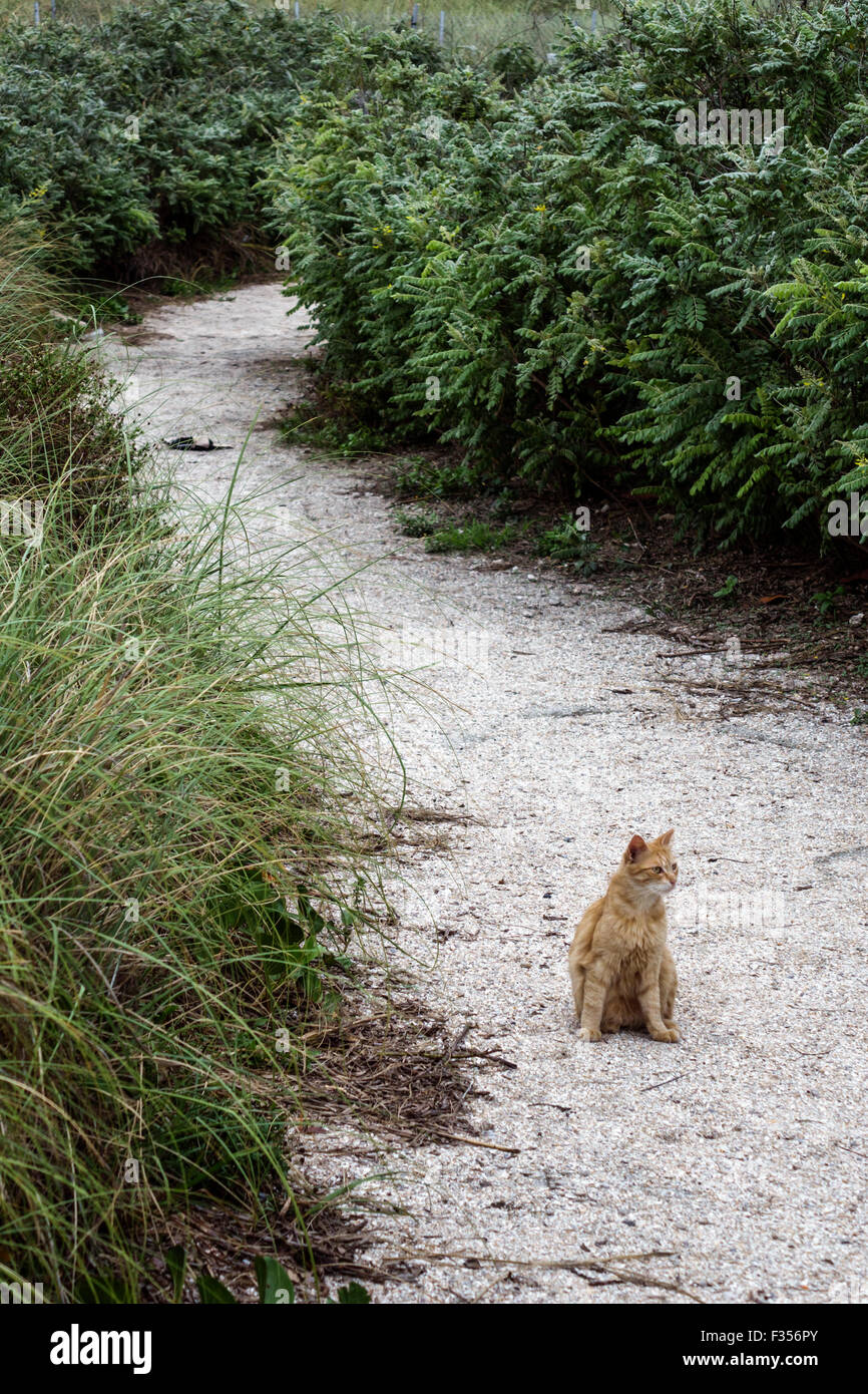 Miami Beach Florida,Atlantic Ocean water,South Pointe Park,Point,feral cat cats,wild,visitors travel traveling tour tourist tourism landmark landmarks Stock Photo