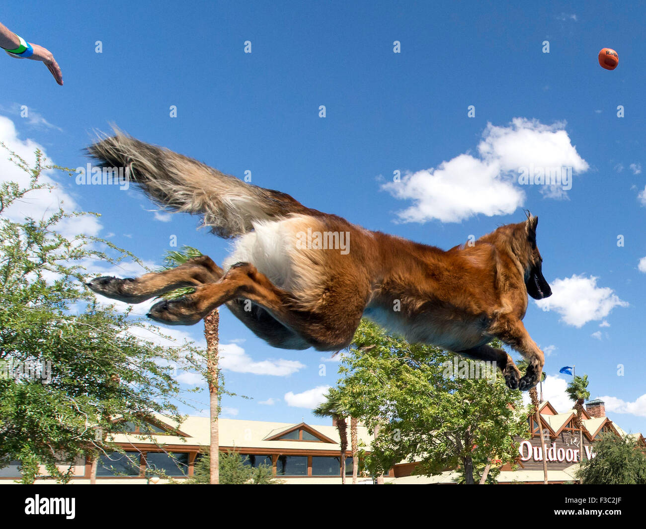 Las Vegas, Nevada, USA. 04th Oct, 2015. EILEEN HARNEDY from Atascadero, Califiornia, and her Belgian Shepherd, Mica, compete during the 2015 Splash Dog National Championships. © Brian Cahn/ZUMA Wire/Alamy Live News Stock Photo