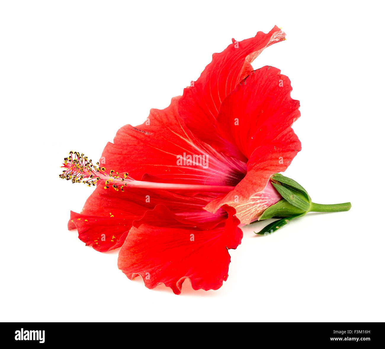 Beautiful red hibiscus flower isolated on white Stock Photo