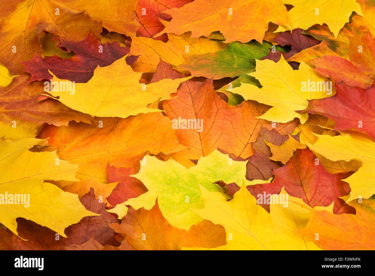 Multicolored leaves Stock Photo