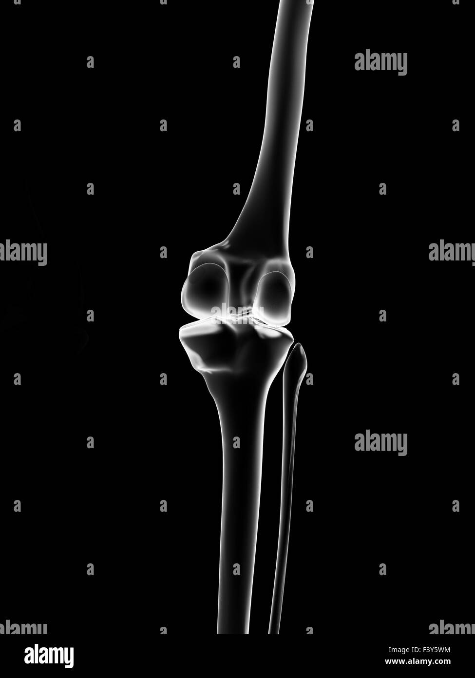 medical illustration of the knee Stock Photo