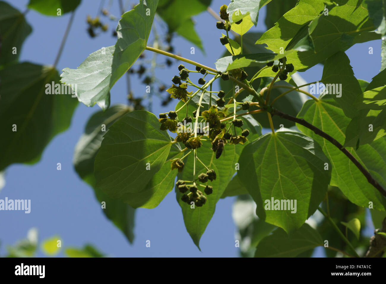 Wonder tree hi-res stock photography and images - Alamy