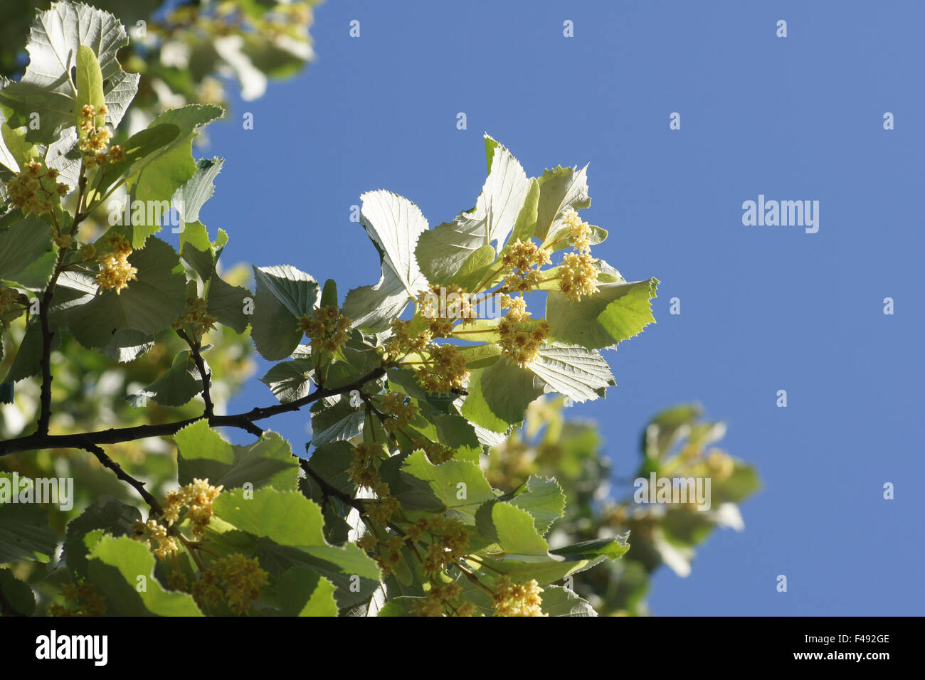 Silver lime Stock Photo