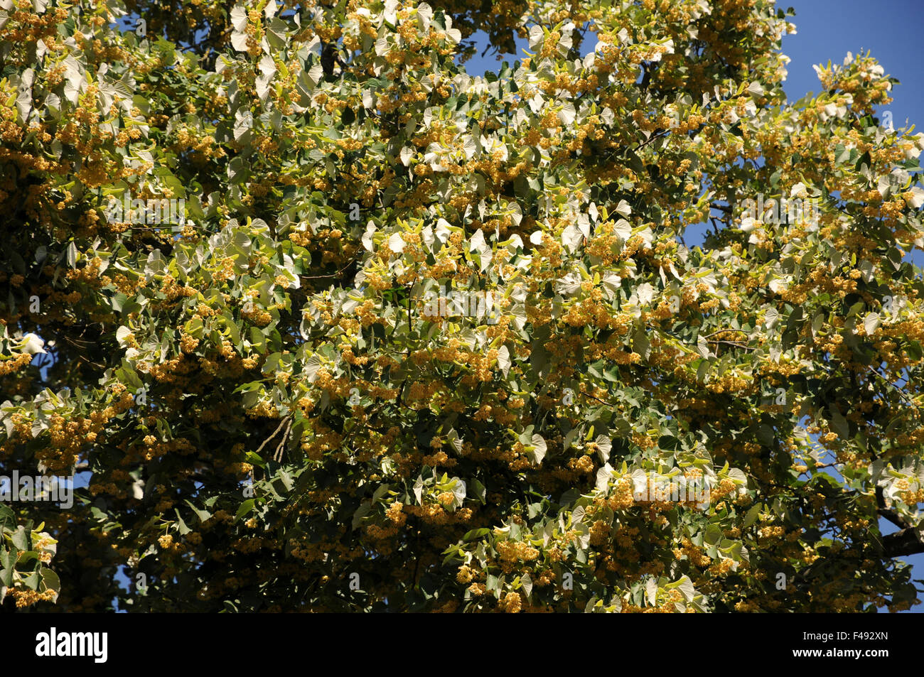 Silver lime Stock Photo