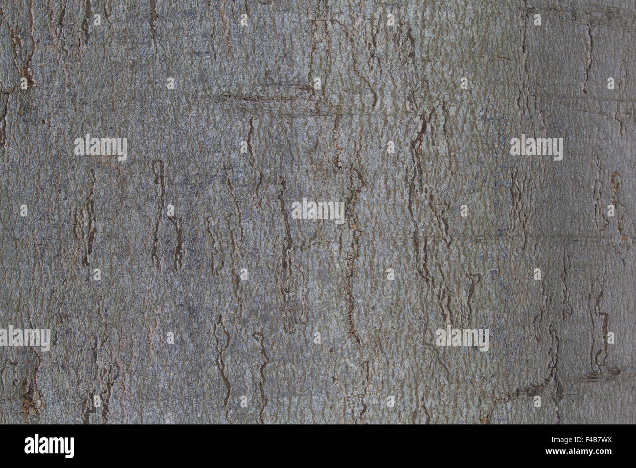 Beech tree bark as an background 3 Stock Photo