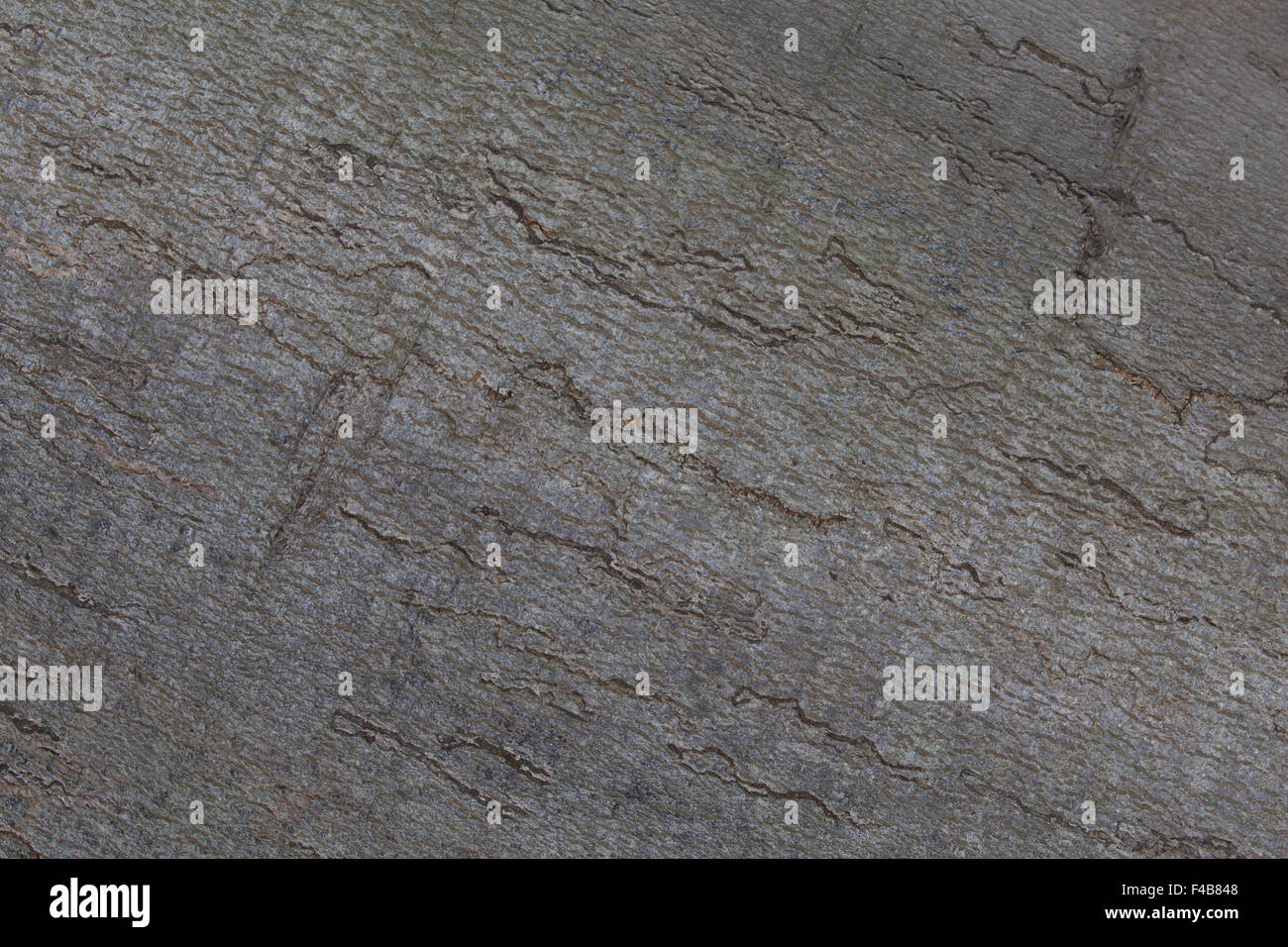 Beech tree bark as an background Stock Photo