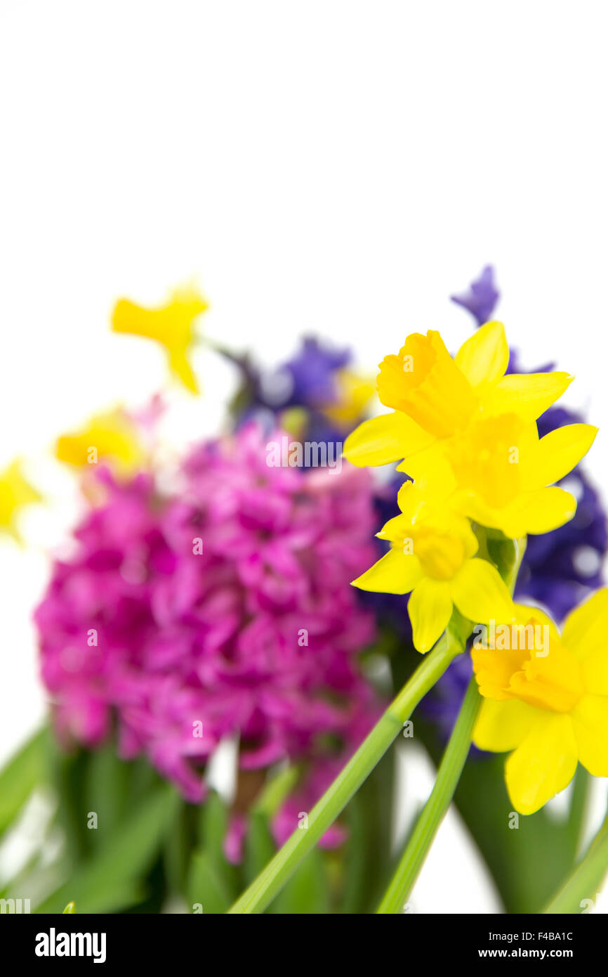 hyacinth and daffodil 11 Stock Photo