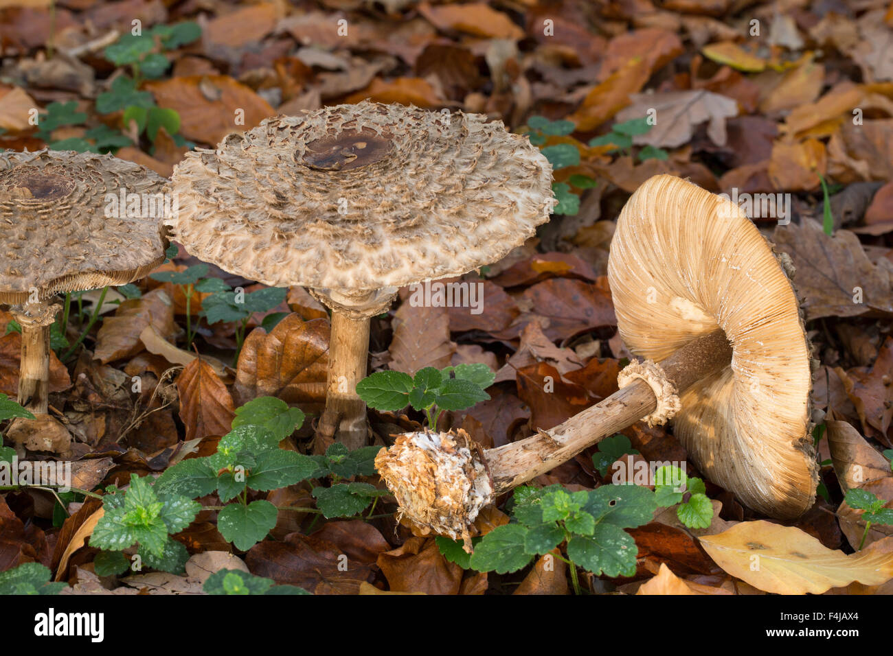 Shaggy parasol, Safranschirmling, Safran-Schirmling, Rötender Schirmling, Chlorophyllum olivieri, Macrolepiota rachodes Stock Photo