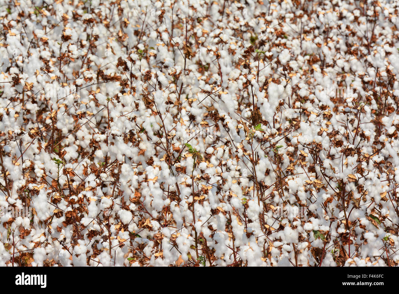 Cotton field Stock Photo