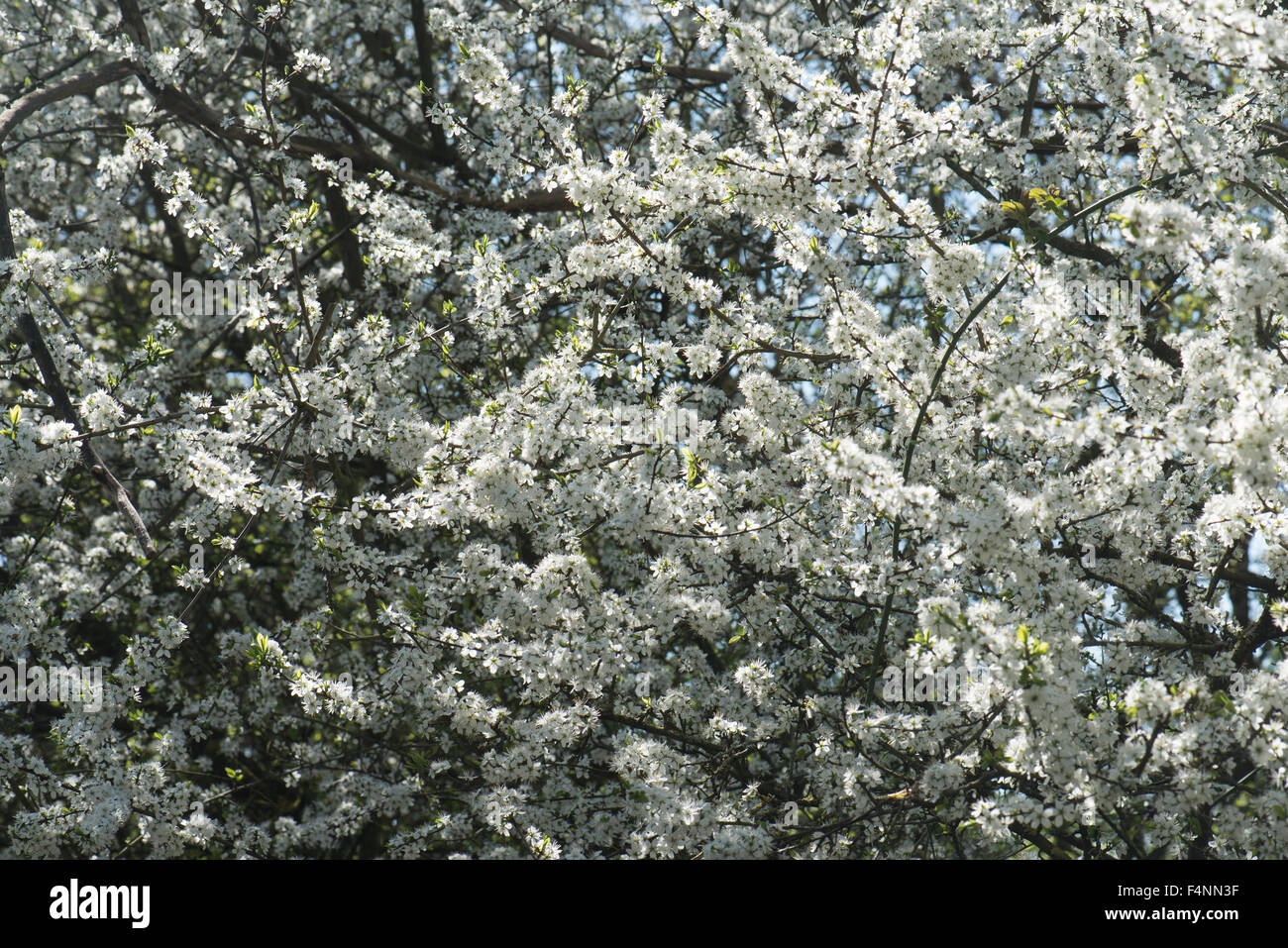 A Prunus species growing in woodland, Surrey, UK. May. Stock Photo