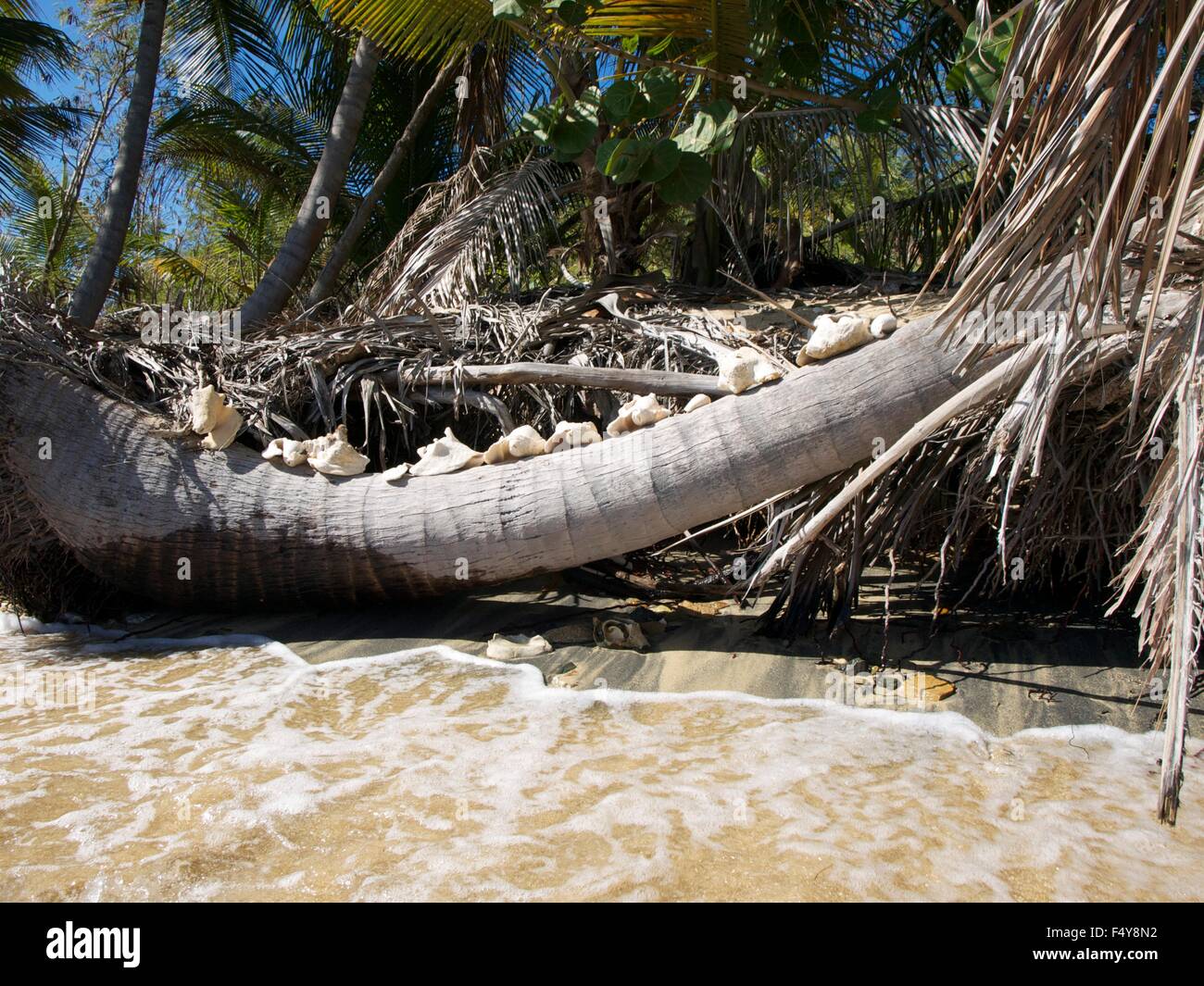 Plam tree with  conch shells on the beach in Vieques Puerto Rico Stock Photo