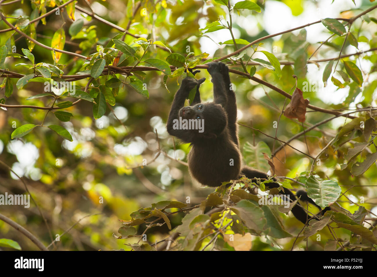 Baby howler monkey hangs from a tree looking over his shoulder Stock Photo