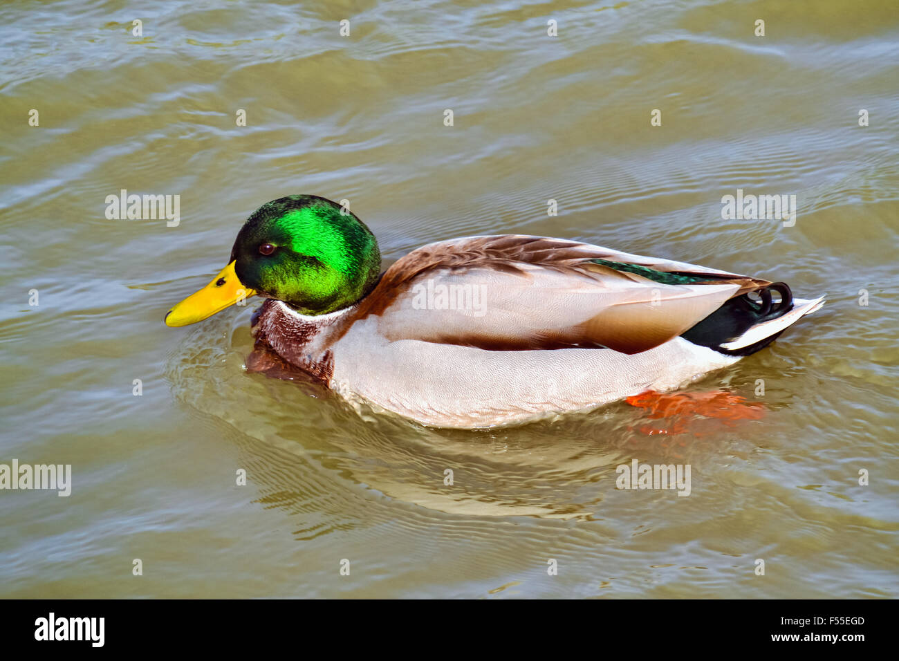 Beautiful wild duck with green head swimming in the puddle Stock Photo