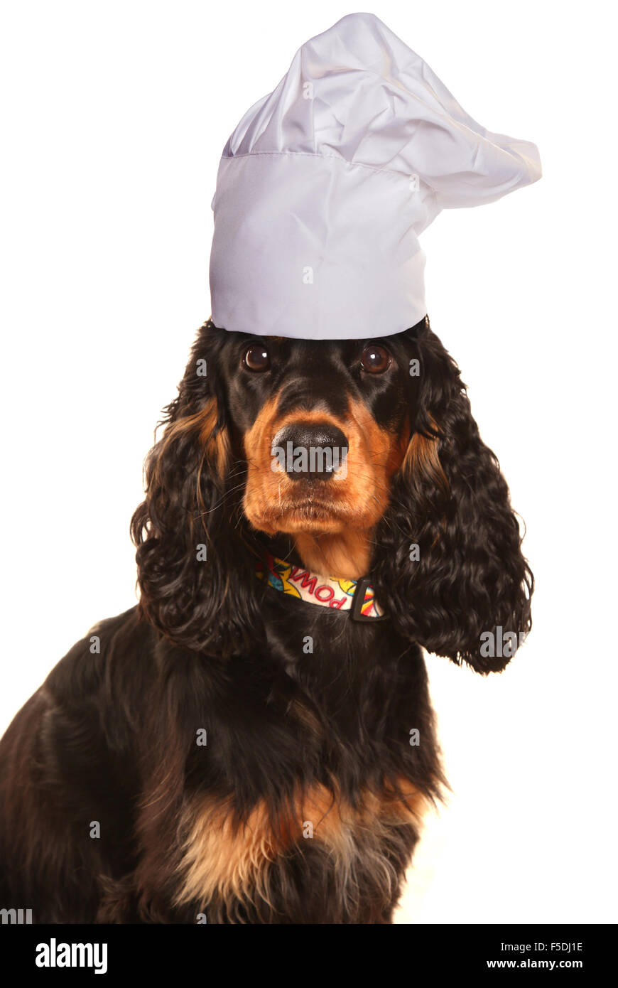 cocker spaniel dog chef cutout Stock Photo