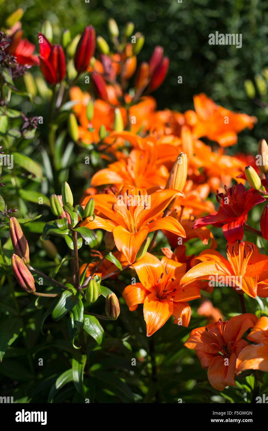 Orange and Red Lily flowers Stock Photo