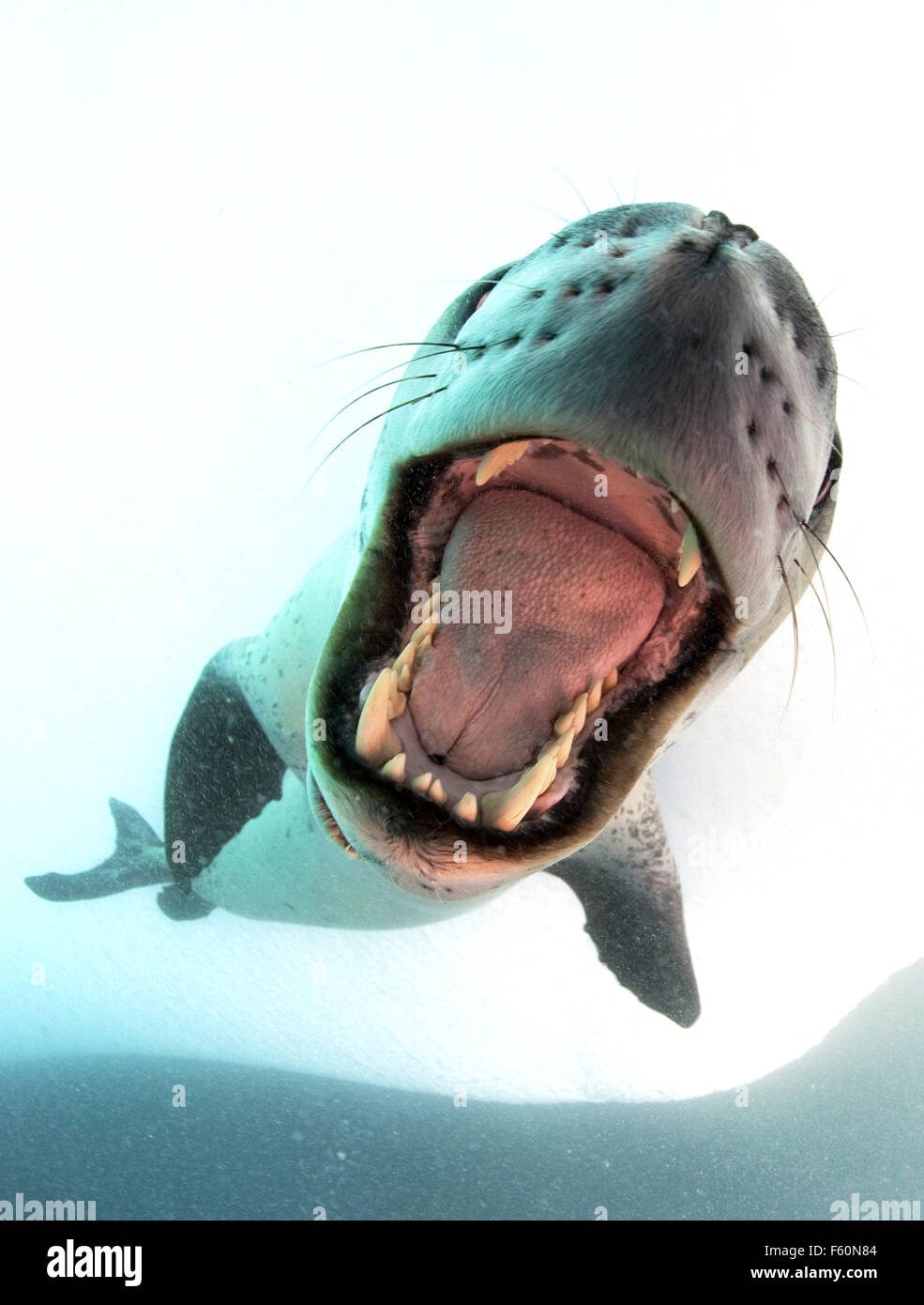 Leopard seal with open mouth hi-res stock photography and images - Alamy