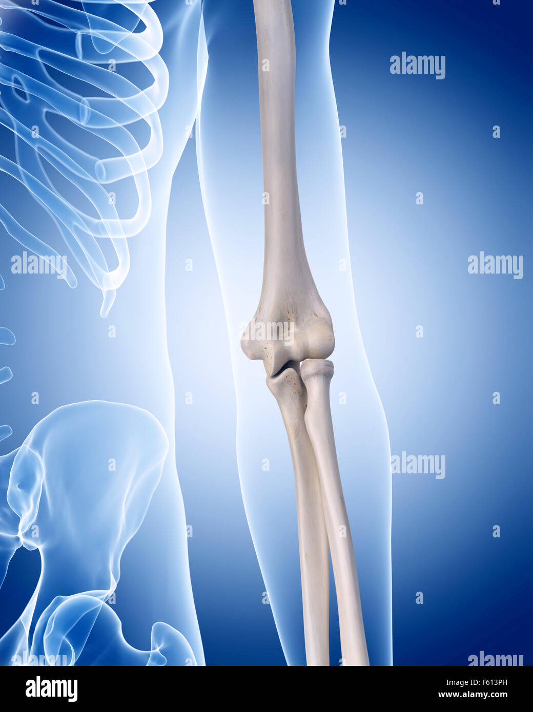 medically accurate illustration of the human skeleton - the elbow Stock Photo