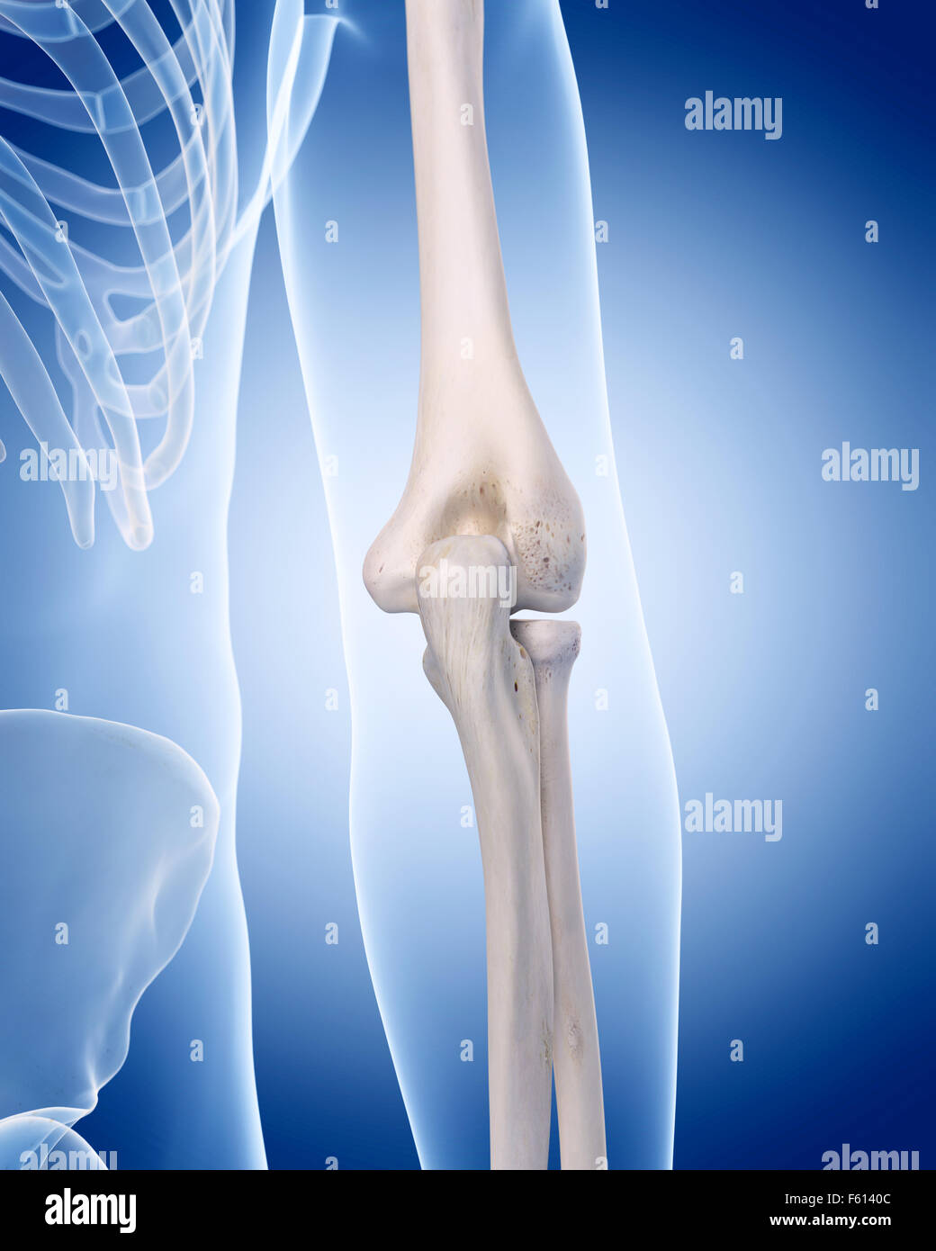 medically accurate illustration of the human skeleton - the elbow Stock Photo