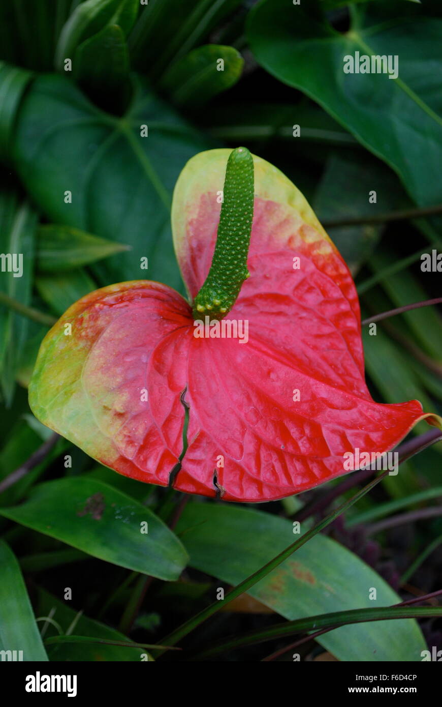 Red Lily Stock Photo