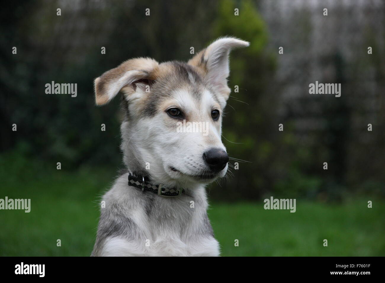 Dog .puppy's head and shoulders with one ear cocked up. plain green back ground pet Stock Photo