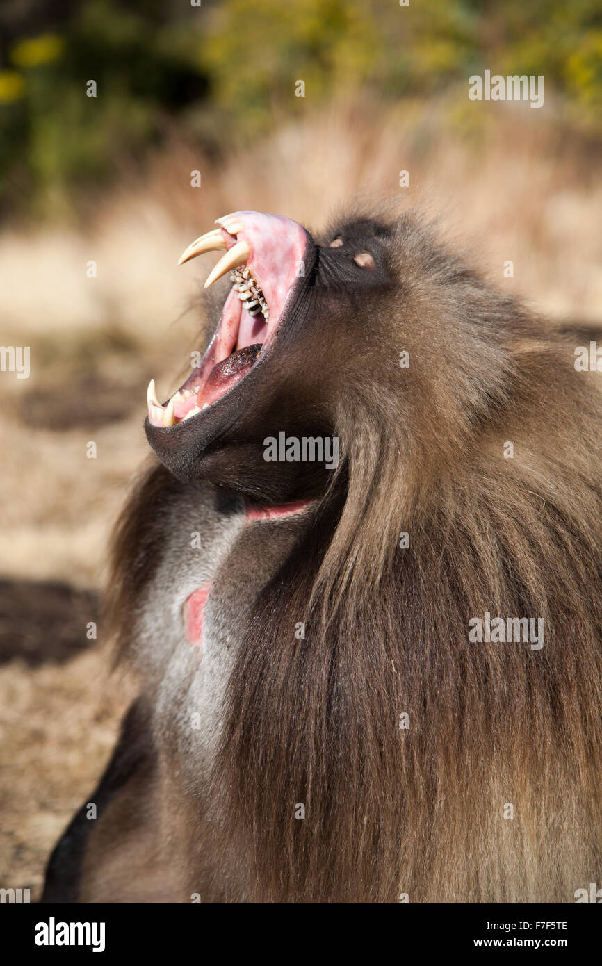 A male gelada baboon bares his teeth Stock Photo