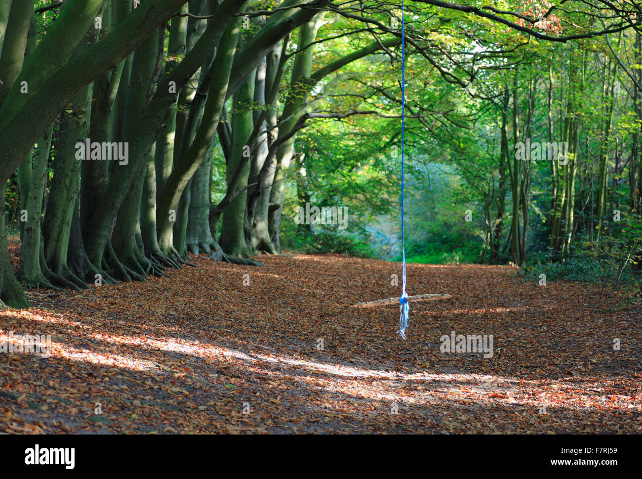 A rope swing in the woods. Stock Photo