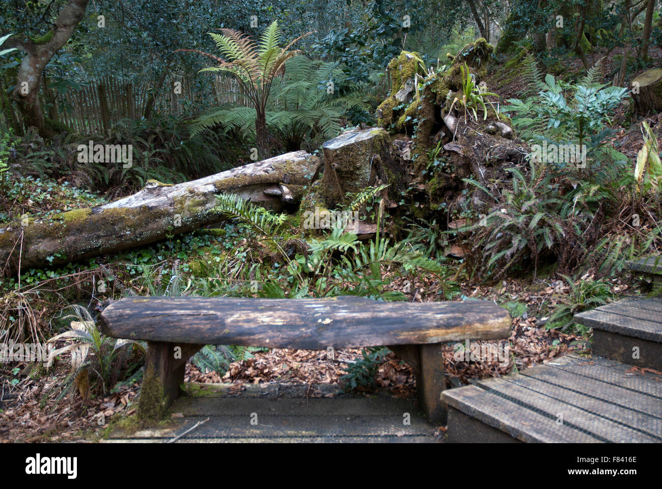 Wooden bench in sub tropical woodland with ferns Tremenheere Gardens, West Cornwall, England Stock Photo