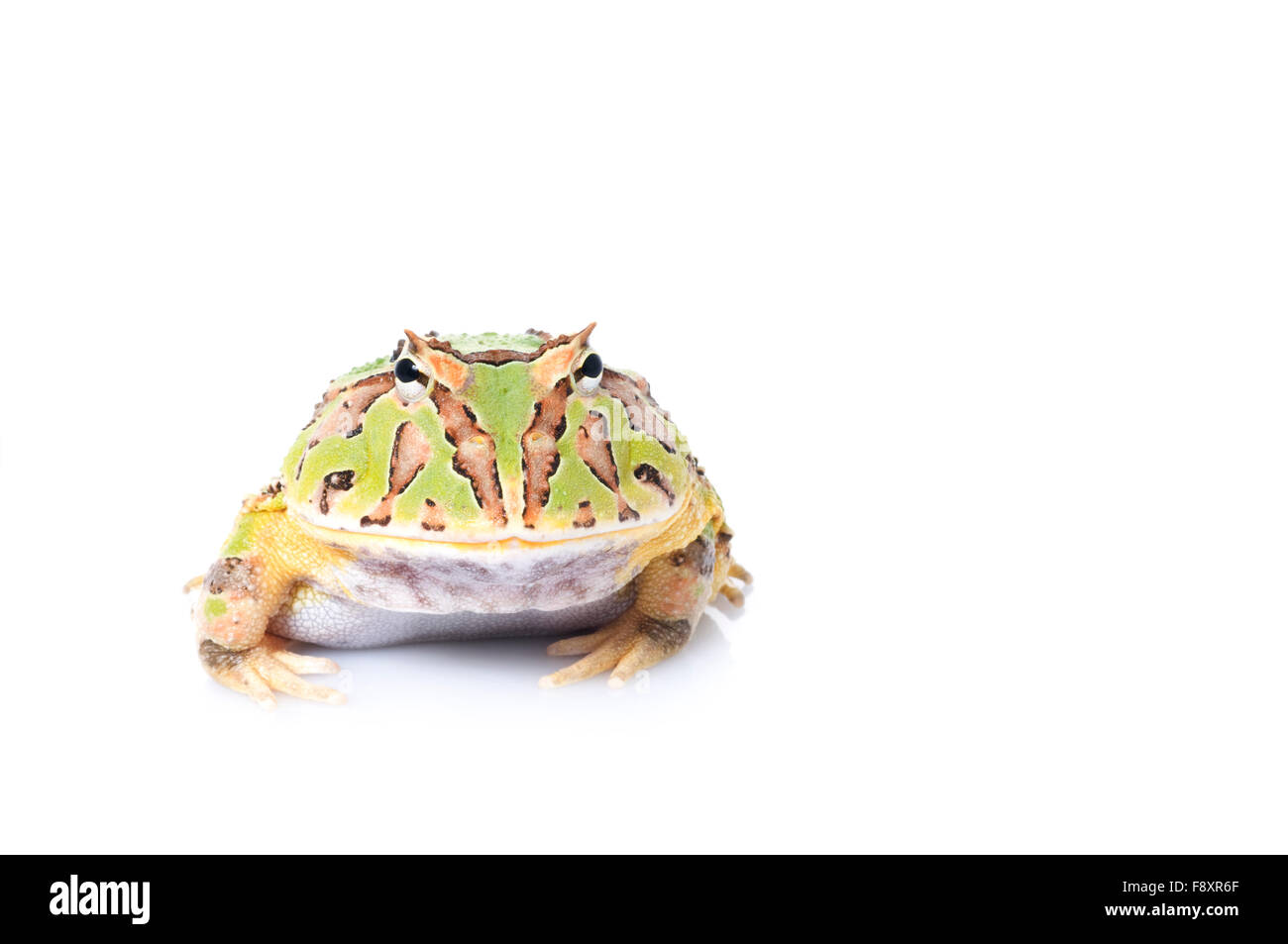 Fantasy Frog Stock Photo