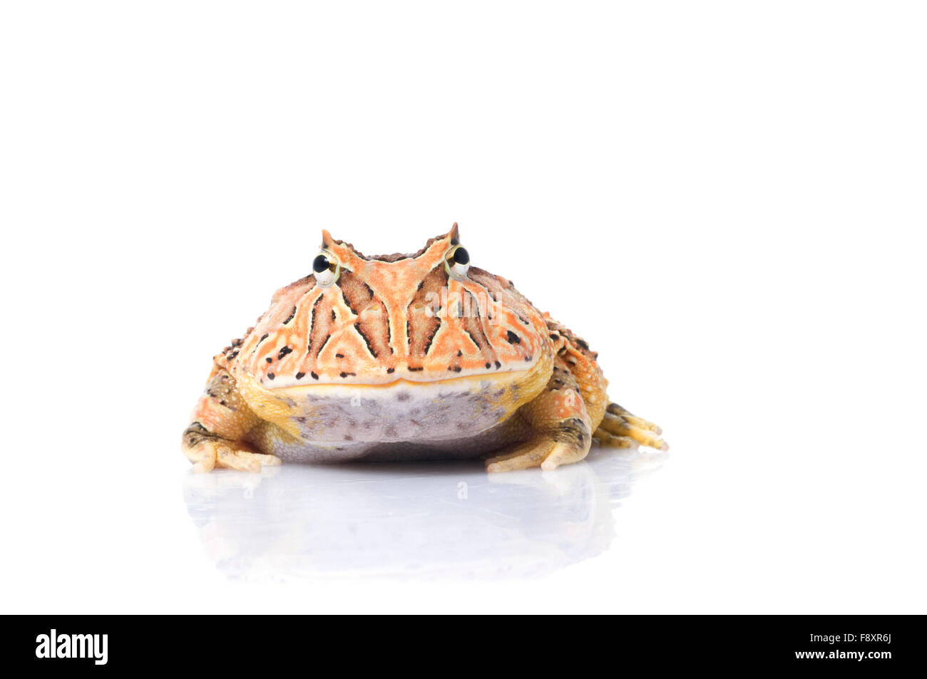 Fantasy Frog Stock Photo