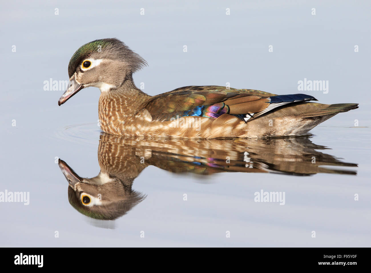 Wood duck (Aix sponsa), female, Burnaby Lake, British Columbia. Stock Photo