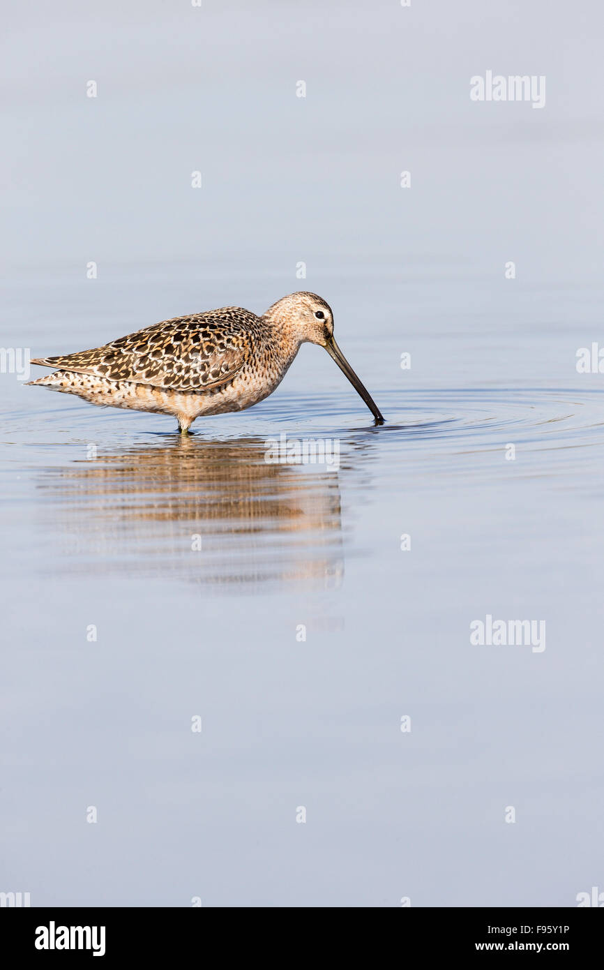 Dowitcher (Limnodromus sp.), Burnaby Lake, Burnaby, British Columbia. Stock Photo