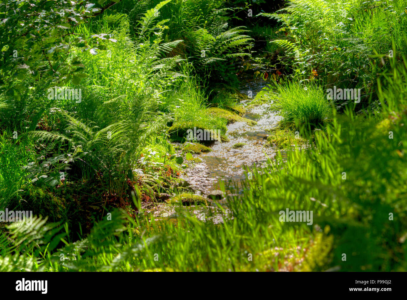 Ferns in sunlight beside a woodland stream. Powys, Wales. June. Stock Photo