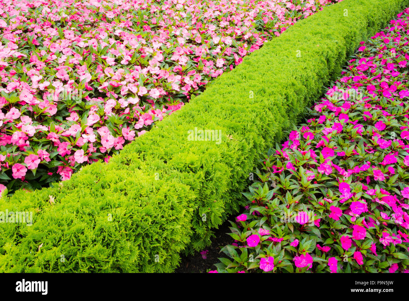 Impatiens walleriana flowers divided by thuja hedge. Stock Photo