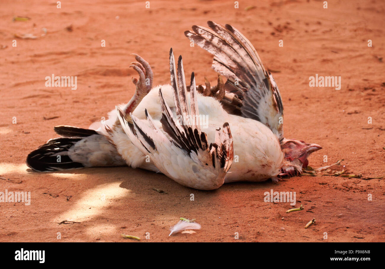 Sacrificial chicken at Ewe Tron vodun (voodoo) ceremony, Lome, Togo Stock Photo