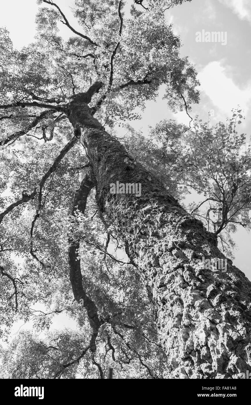 Worm's-eye view of a tall tree, Aira Force and Ullswater, Cumbria. Stock Photo