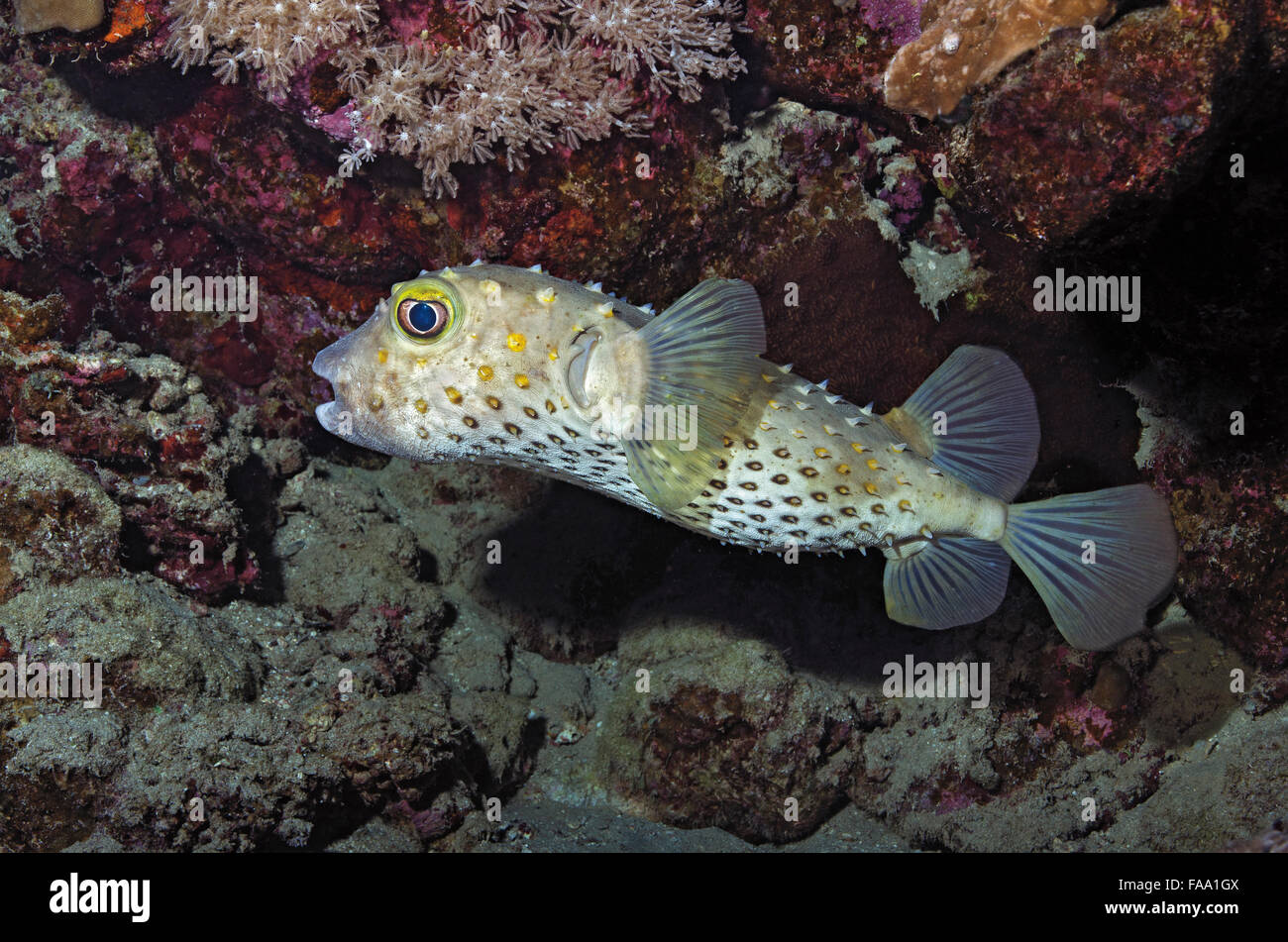 Spotbase burrfish, Cyclichthys spilostylus, on coral reef, Red Sea, Egypt Stock Photo