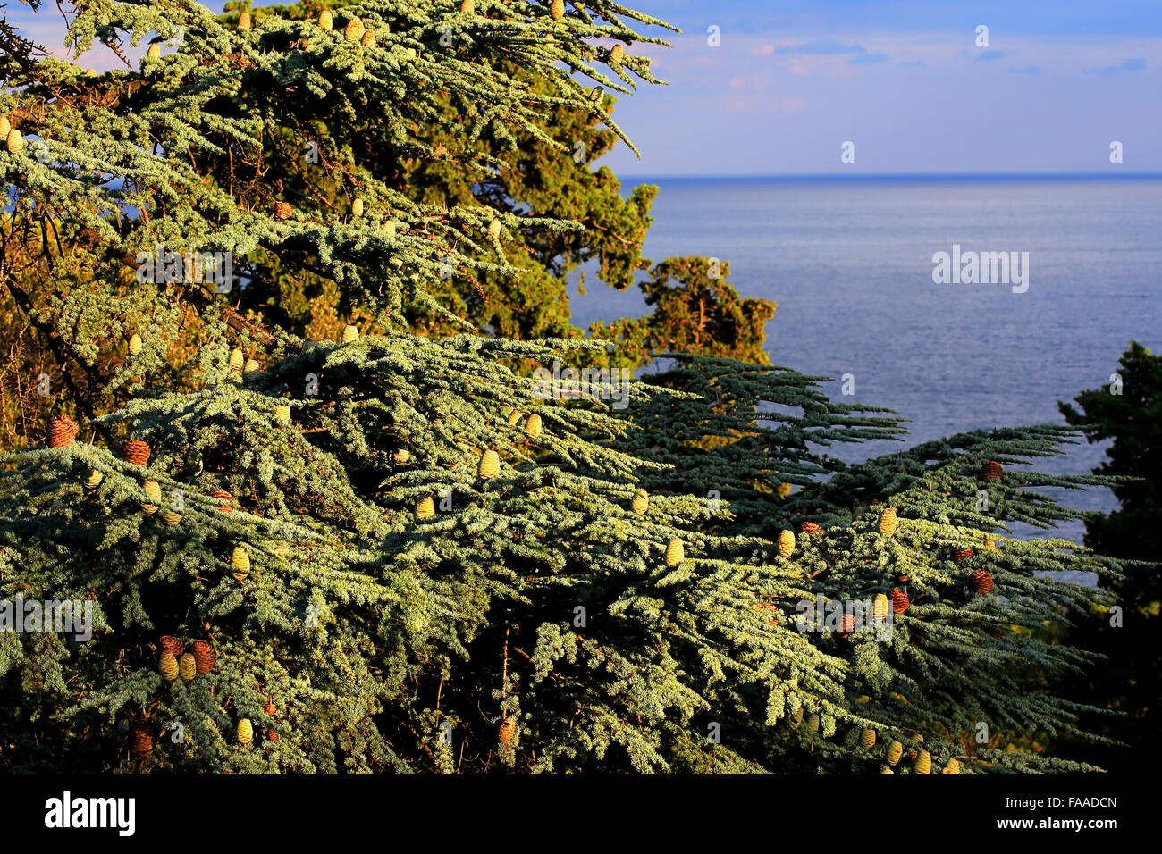 Branch of a coniferous tree (deodar) with pine cones illuminated by the evening light Stock Photo