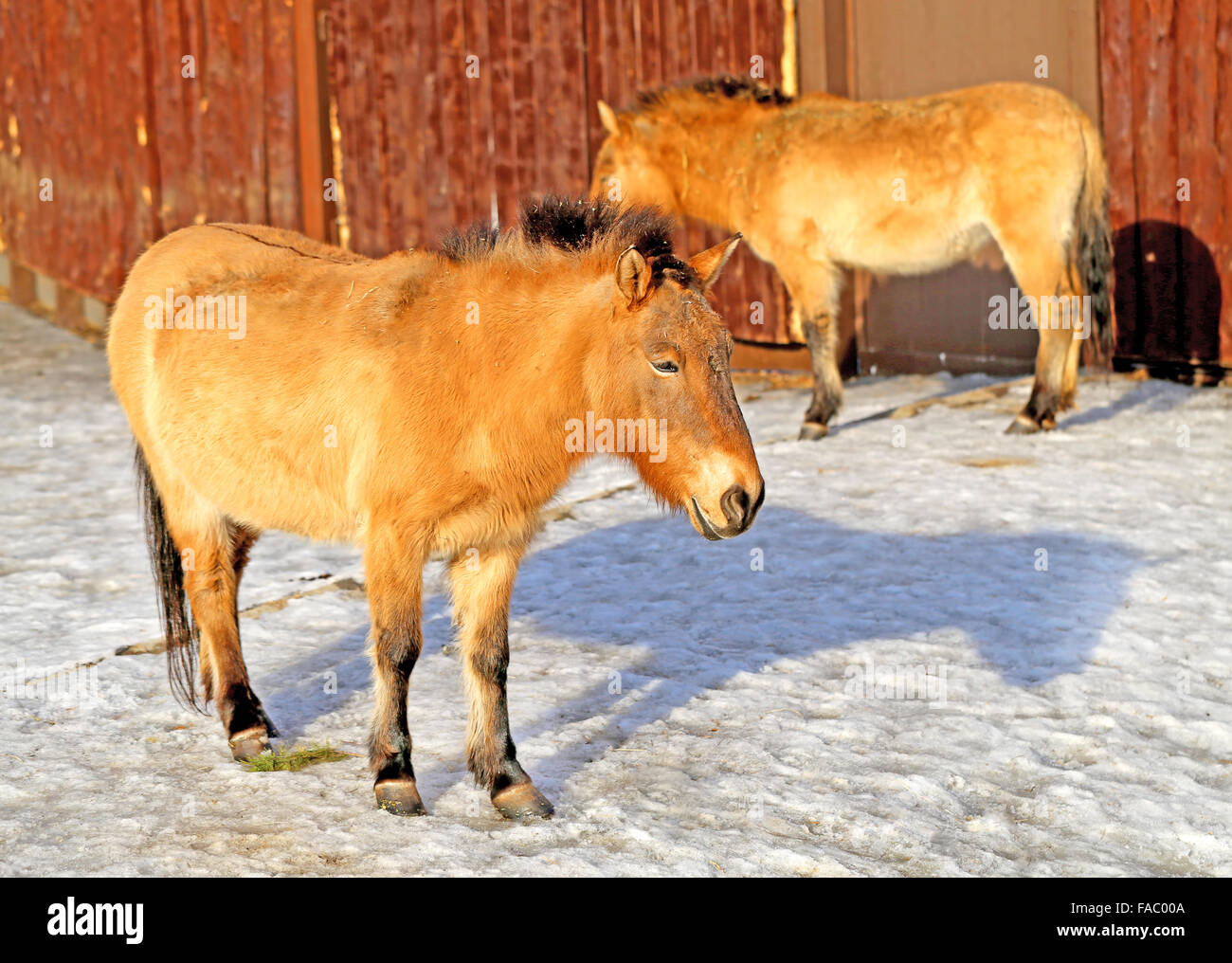 Beautiful horse in the zoo, photographed close up Stock Photo