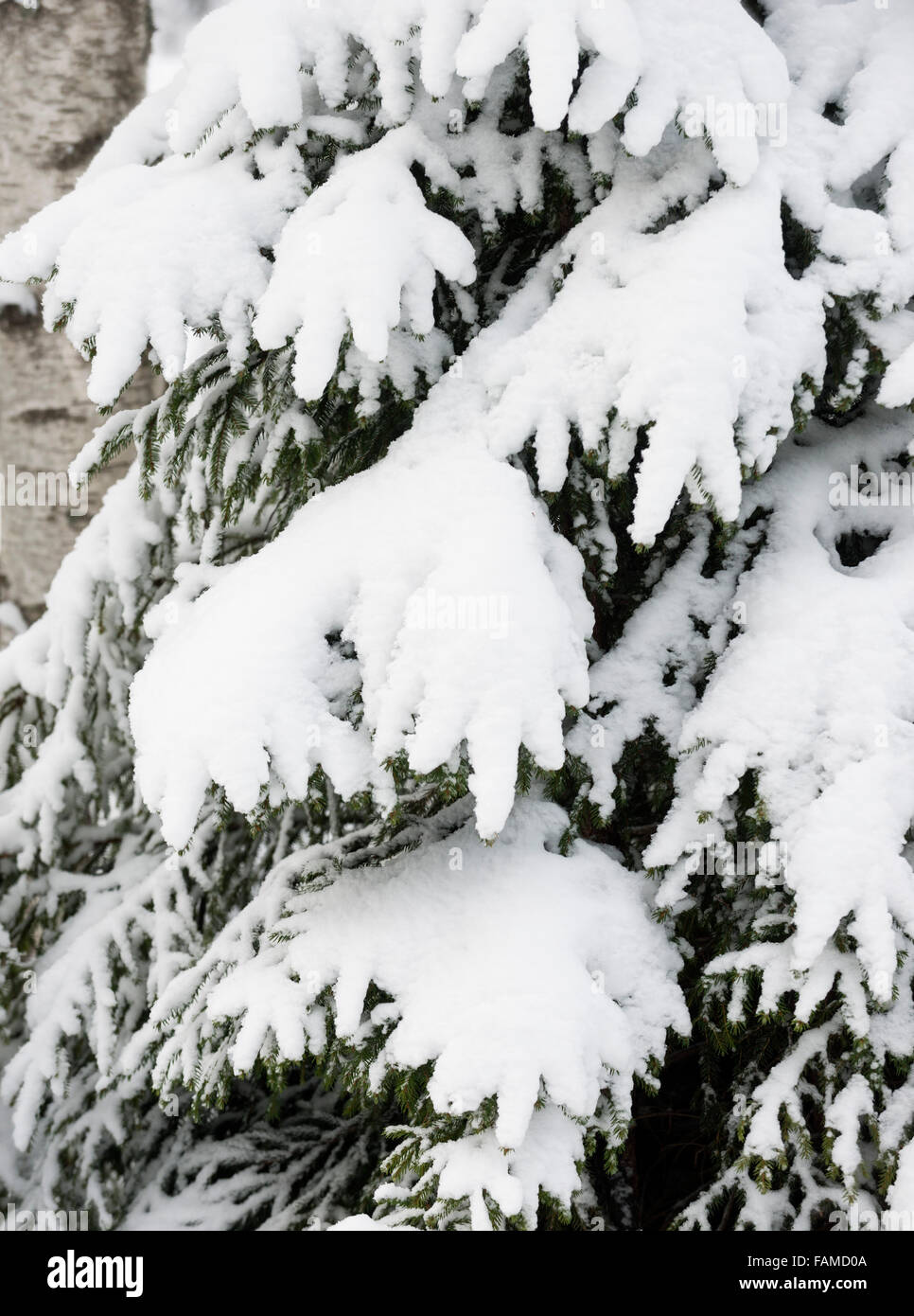 Snow-covered spruce tree Stock Photo