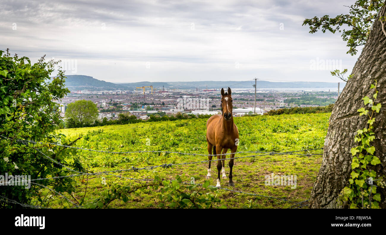 A beautiful horse stands in a grass filled Irish field overlooking the city of Belfast Stock Photo