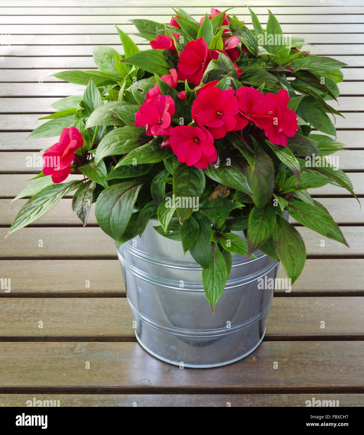 busy Lizzie in a flower Pot made of metal Stock Photo