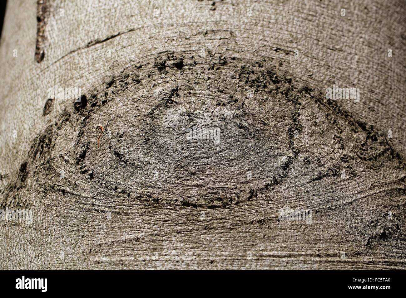 An eye-like structure on beech tree bark. Stock Photo