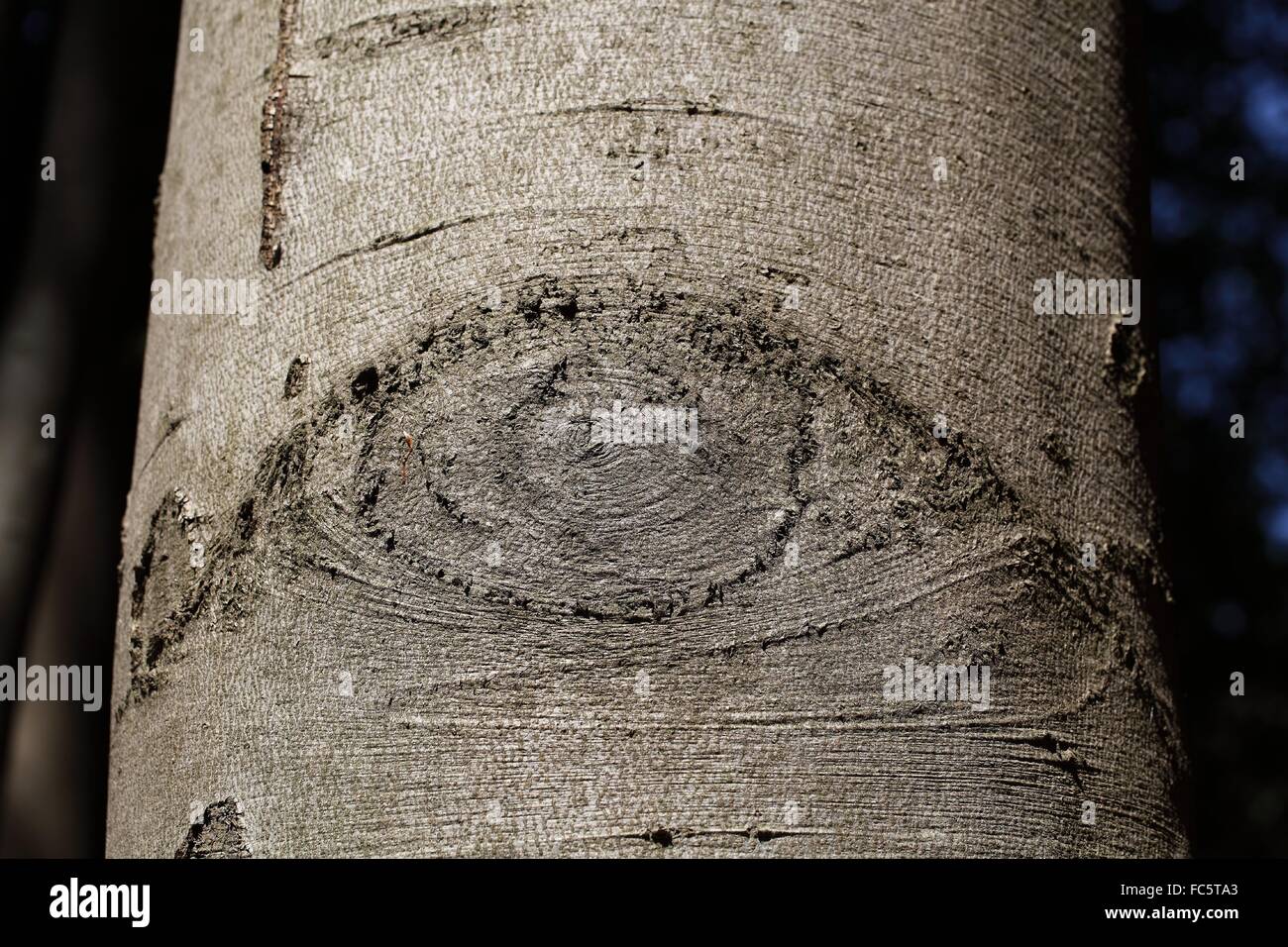 An eye-like structure on beech tree bark. Stock Photo