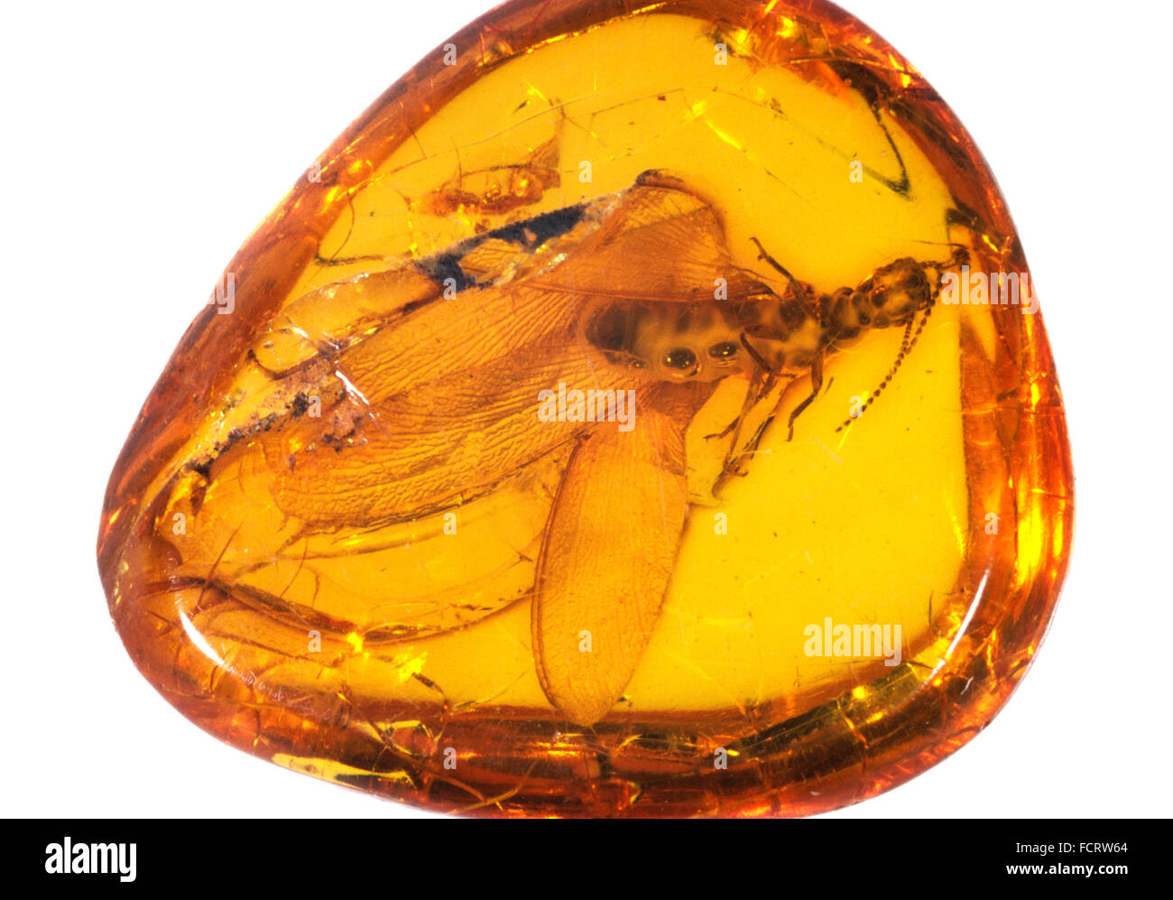 Insect Fossil Amber