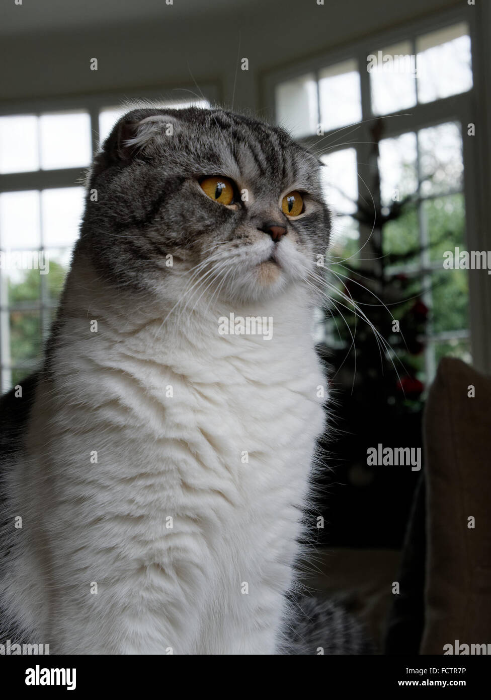 Scottish Fold, Cat Stock Photo