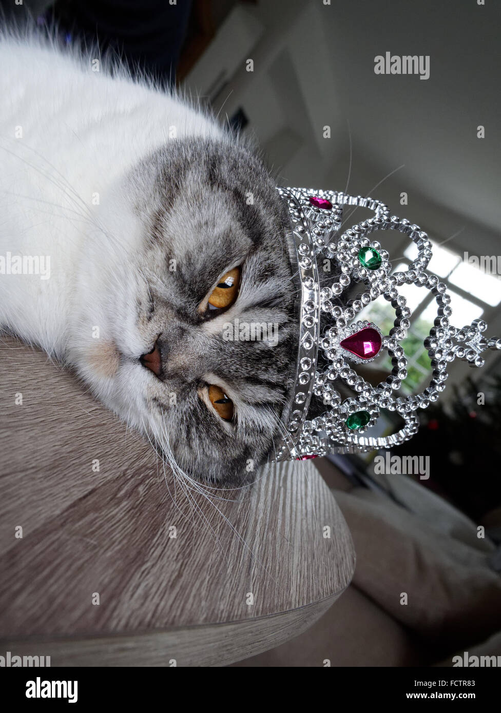 Scottish Fold, Cat Stock Photo