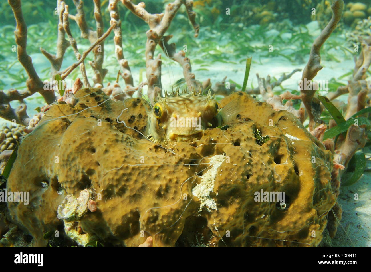 Underwater marine life, Bridled Burrfish, Chilomycterus antennatus, hidden on a sponge, Caribbean sea Stock Photo