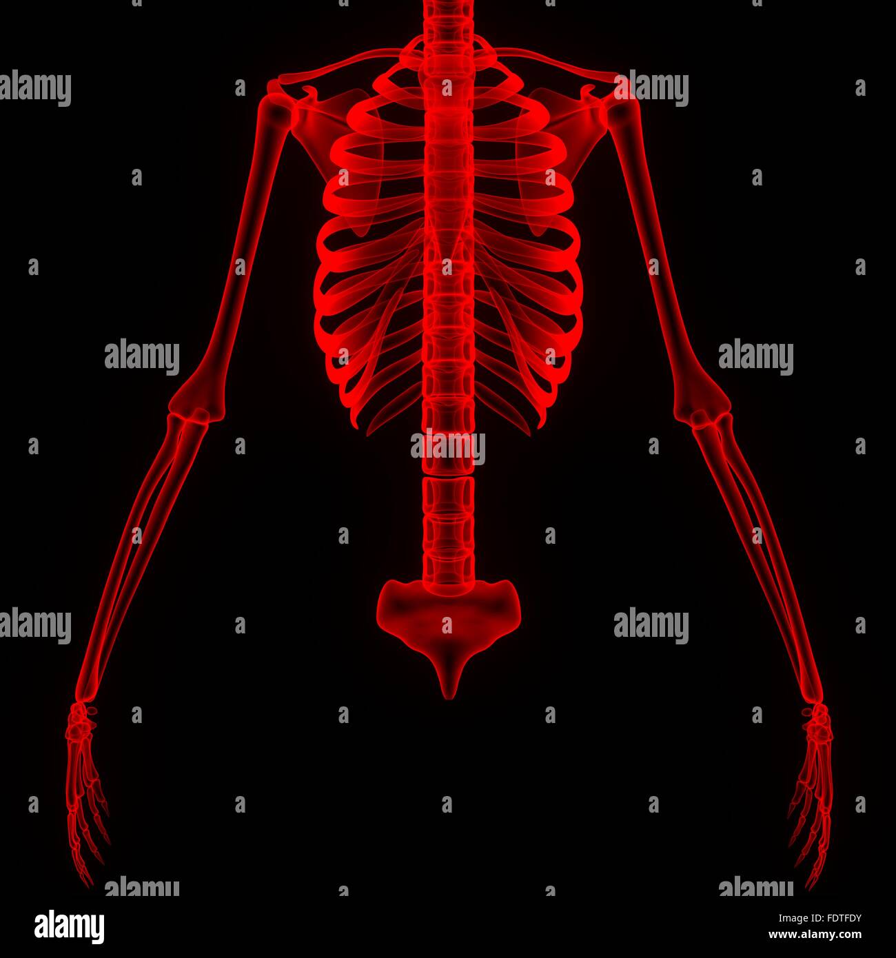 Human Skeleton System Anatomy Stock Photo