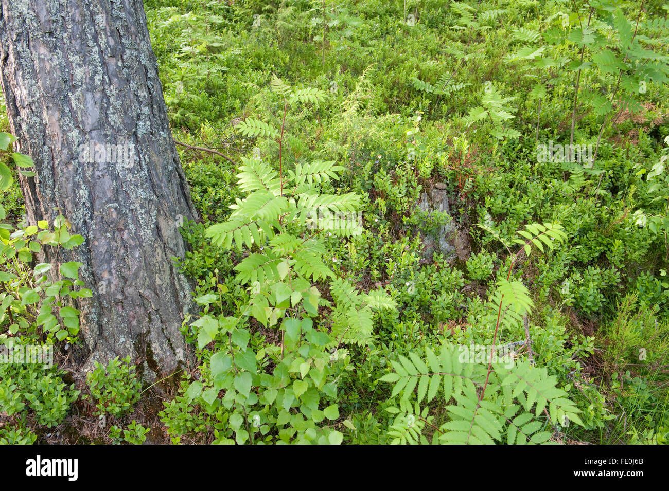 Woodland floor with ferns, Sujonenjoki, nr Kuopio Finland Stock Photo