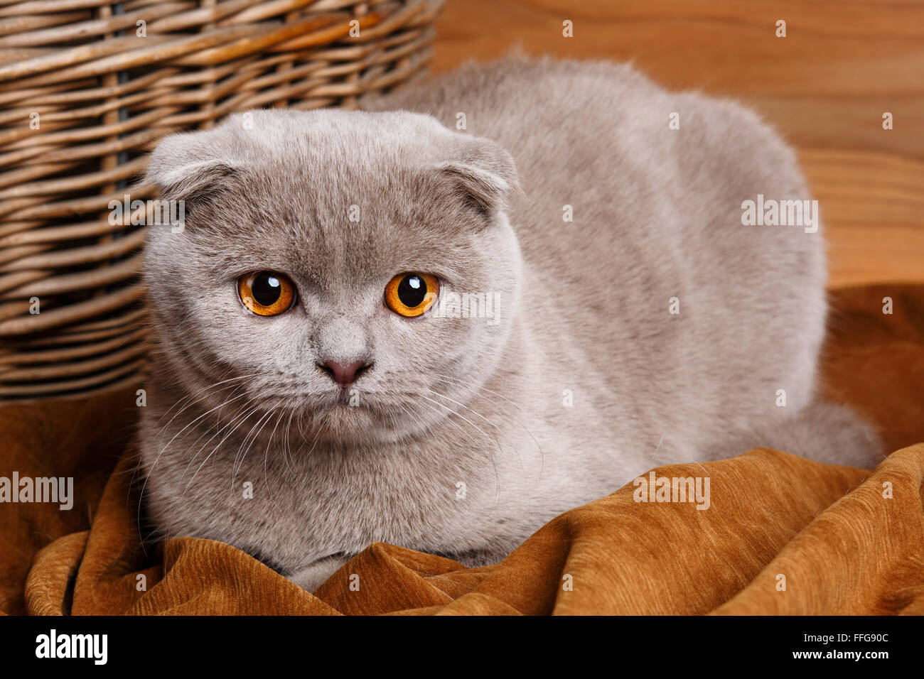 gray cat with yellow eyes Scottish Fold Stock Photo